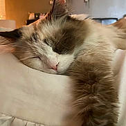 Kloesassra joined the competition — help win amazing prizes! bed, bedding, blanket, cat, closeup, cozy, ear, feline, fur, home, indoor, nap, nose, paw, pillow, portrait, relaxed, sleeping, soft_texture, whiskers