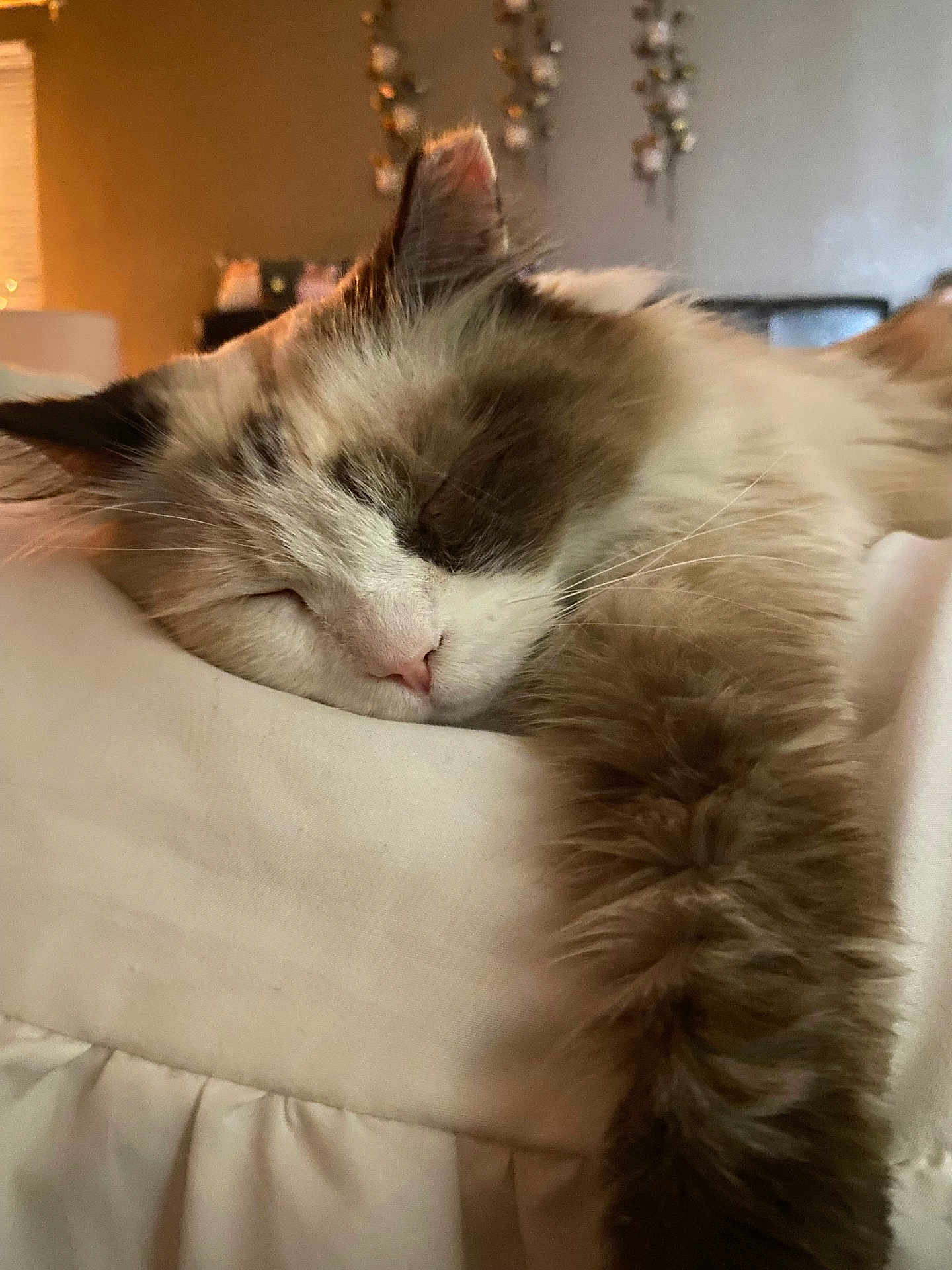 Kloesassra joined the competition — help win amazing prizes! bed, bedding, blanket, cat, closeup, cozy, ear, feline, fur, home, indoor, nap, nose, paw, pillow, portrait, relaxed, sleeping, soft_texture, whiskers