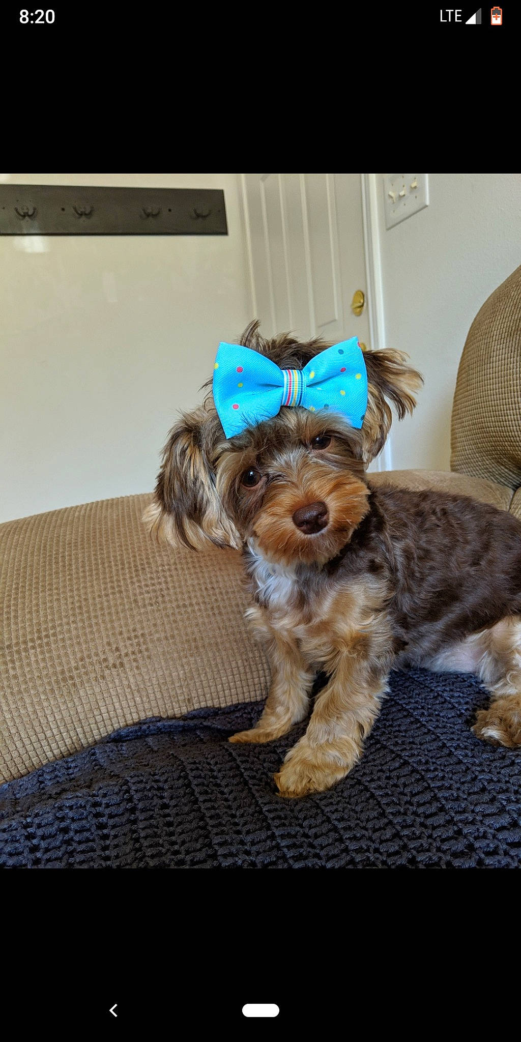 Willow Rose joined the competition — help win amazing prizes! bolonka, canidae, carnivore, companion_dog, dog, dog_breed, fur, glen_of_imaal_terrier, maltepoo, mammal, morkie, puppy, rare_breed_dog, schnoodle, shih_tzu, small_terrier, terrier, toy_dog, yorkipoo, yorkshire_terrier