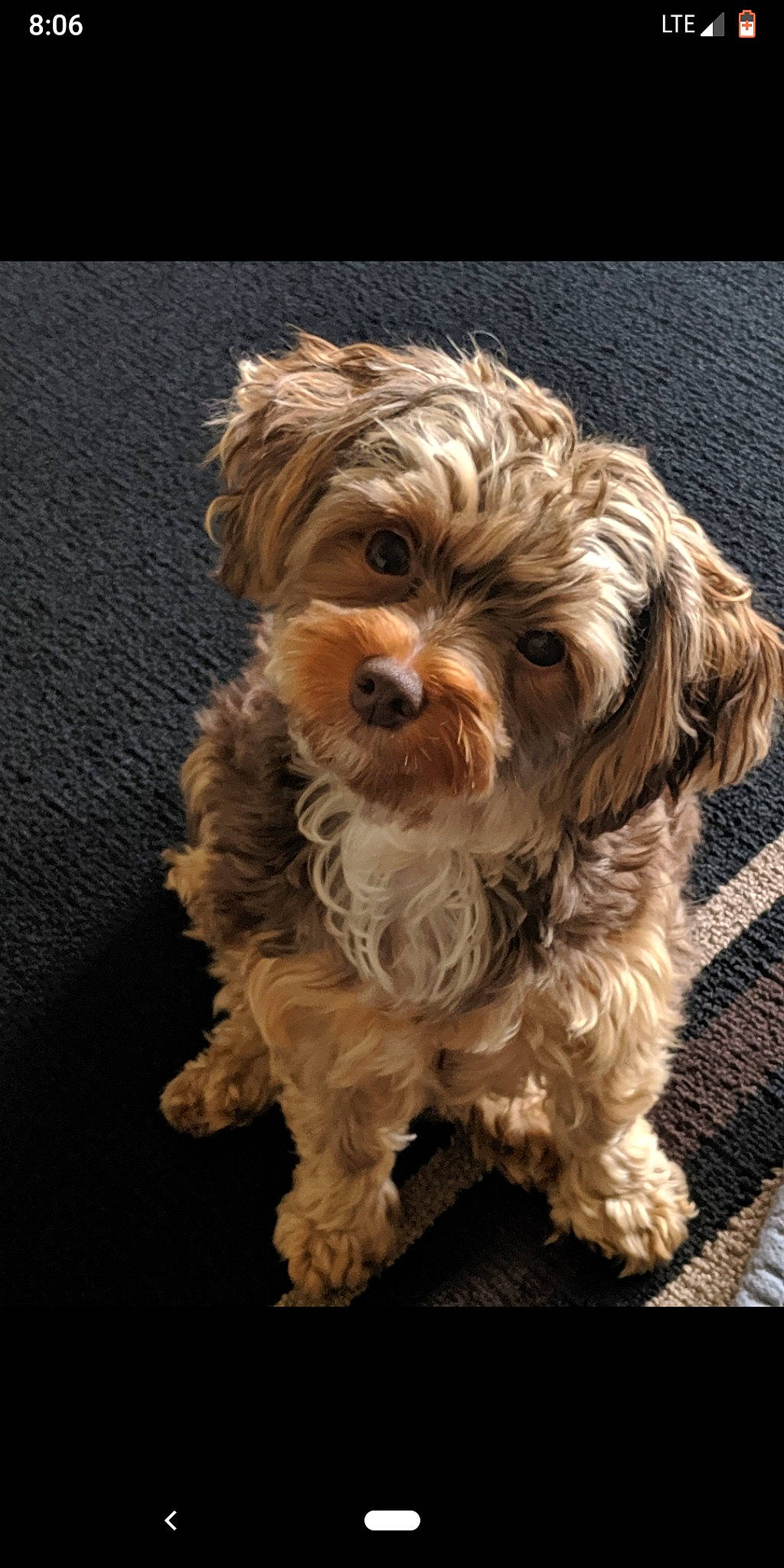 Willow Rose is registered to the contest to win money with this photo: bolonka, canidae, carnivore, cavachon, cavapoo, cockapoo, companion_dog, dog, dog_breed, havanese, maltepoo, mammal, morkie, pekapoo, poodle_crossbreed, puppy, schnoodle, shih_poo, vertebrate, yorkipoo