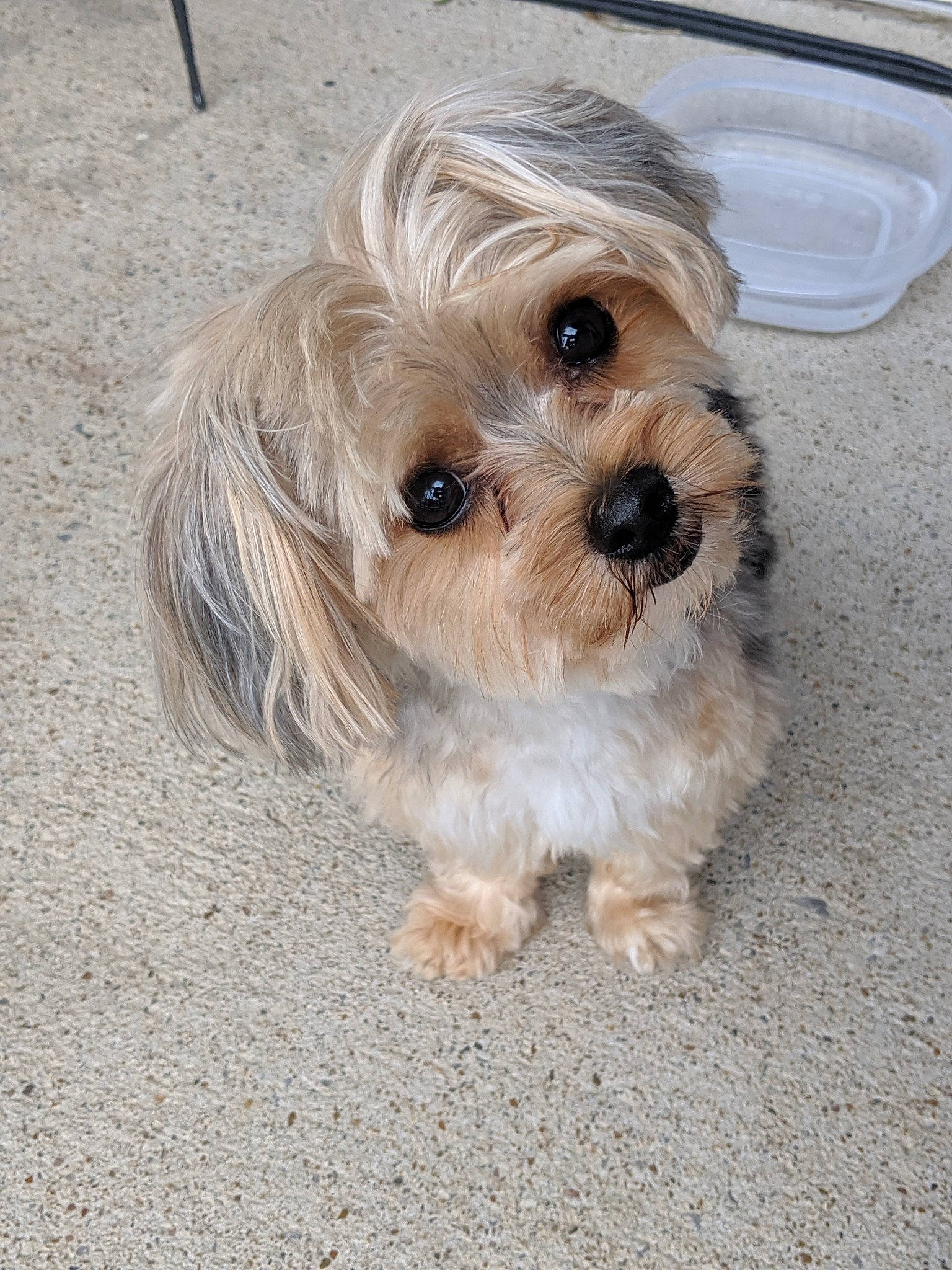 Journey is registered to the contest to win money with this photo: biewer_terrier, canidae, carnivore, chinese_imperial_dog, companion_dog, dog, dog_breed, lhasa_apso, maltepoo, mammal, morkie, pekapoo, poodle_crossbreed, puppy, shih_tzu, small_terrier, snout, toy_dog, vertebrate, yorkshire_terrier