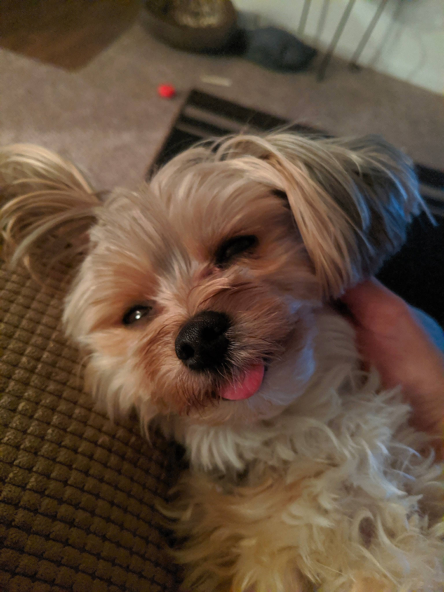 Journey is registered to the contest to win money with this photo: biewer_terrier, bolonka, canidae, carnivore, chinese_imperial_dog, companion_dog, dog, dog_breed, lhasa_apso, maltepoo, mammal, morkie, puppy, schnoodle, shih_tzu, small_terrier, snout, terrier, vertebrate, yorkshire_terrier