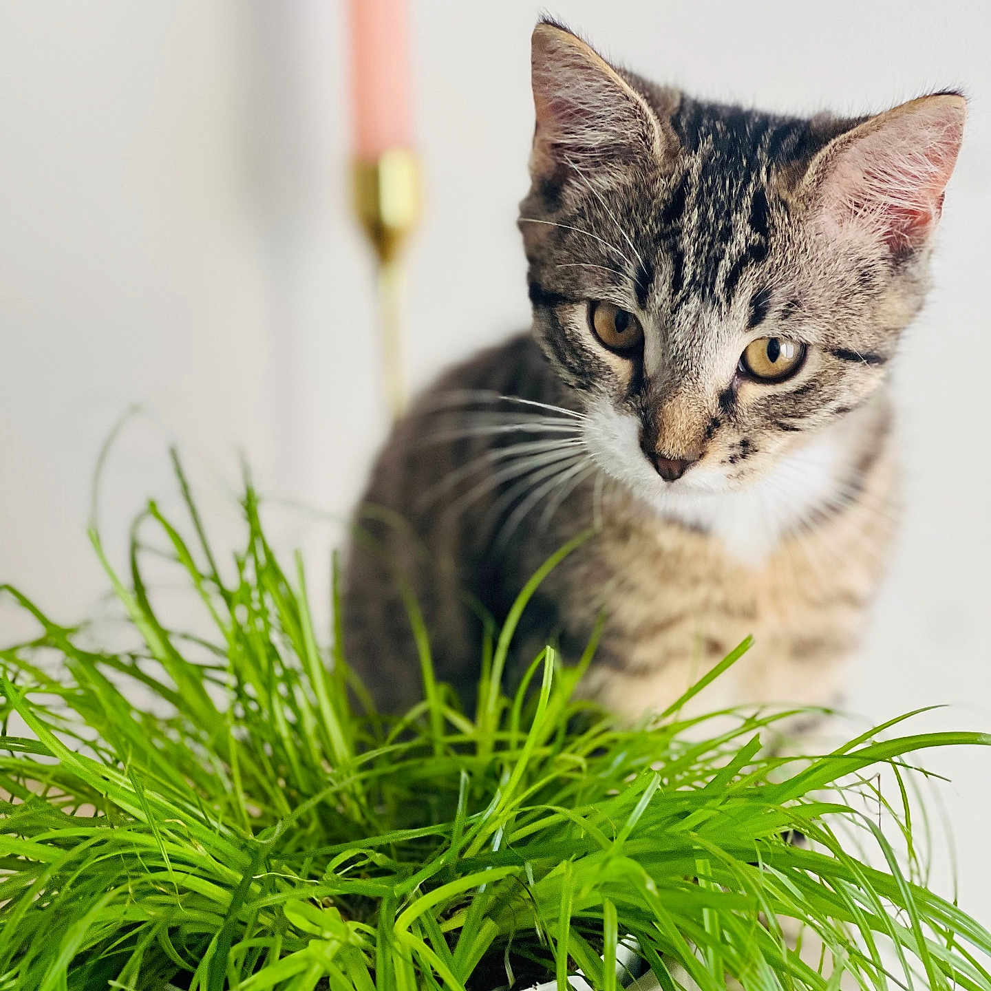 Orion participe au concours pour gagner de l'argent avec cette photo : abyssinian, animal, cat, cookware, dill, food, grass, herbal, herbs, jar, kitten, manx, pet, plant, planter, pot, pottedplant, pottery, seasoning, vase
