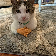 Crazy Bob is registered to the contest to win money with this photo: animal, carpet, cat, close_up, curious, cute, domestic_cat, fake_hands, floor, funny, furniture, green_collar, indoor, living_room, pet, relaxed, table_leg, texture, whiskers, wood_floor