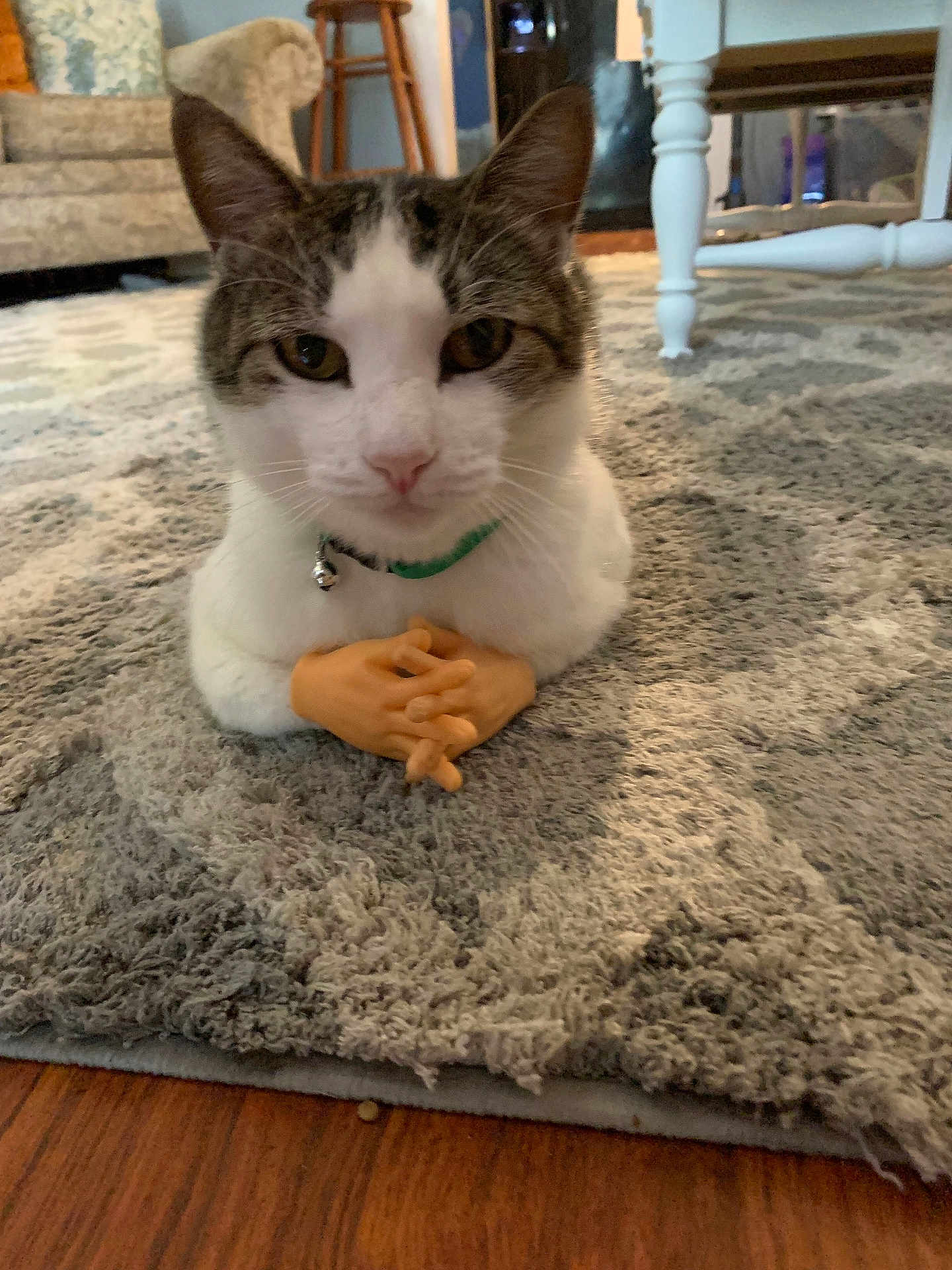 Crazy Bob is registered to the contest to win money with this photo: animal, carpet, cat, close_up, curious, cute, domestic_cat, fake_hands, floor, funny, furniture, green_collar, indoor, living_room, pet, relaxed, table_leg, texture, whiskers, wood_floor