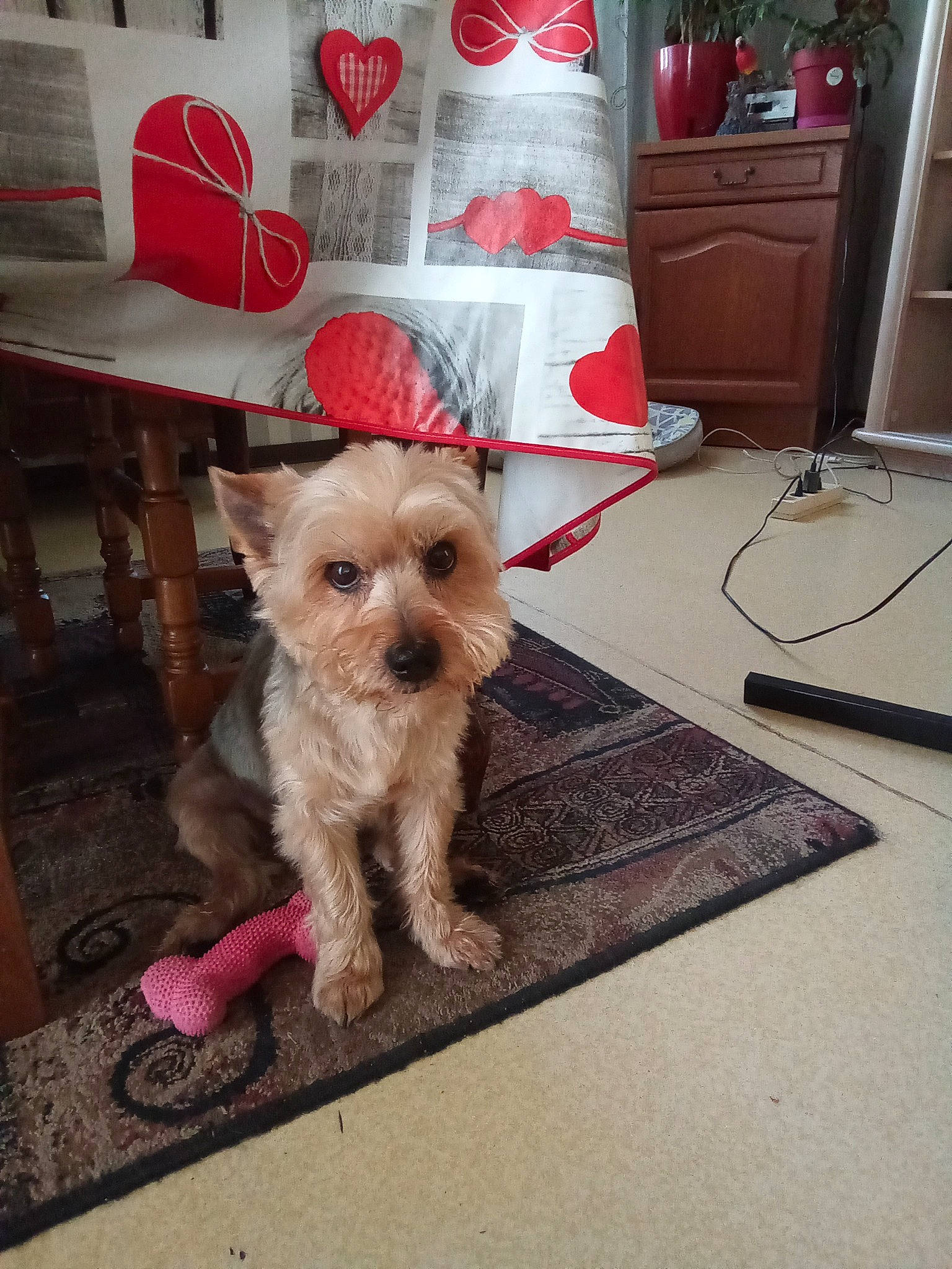 Chopin participe au concours pour gagner de l'argent avec cette photo : cabinetry, carnivore, chair, companion_dog, dog, dog_breed, dog_clothes, dog_supply, fawn, floor, flooring, lamp, living_room, mammal, pillow, small_terrier, terrier, toy_dog, wood, working_animal