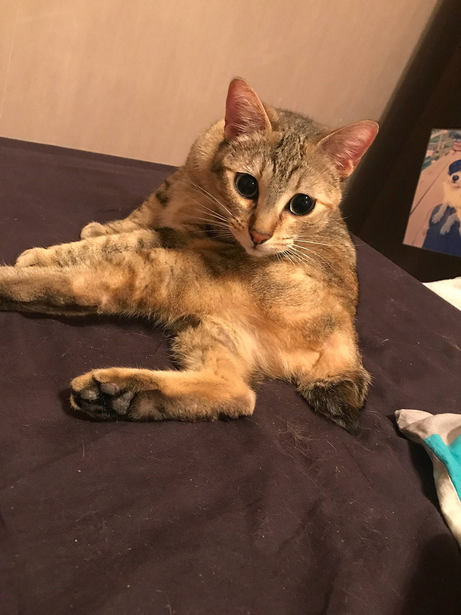 Câline participe au concours pour gagner de l'argent avec cette photo : aegean_cat, asian, australian_mist, california_spangled, carnivore, cat, domestic_short_haired_cat, dragon_li, european_shorthair, felidae, german_rex, kitten, mammal, oriental_longhair, paw, pixie_bob, small_to_medium_sized_cats, tabby_cat, vertebrate, whiskers