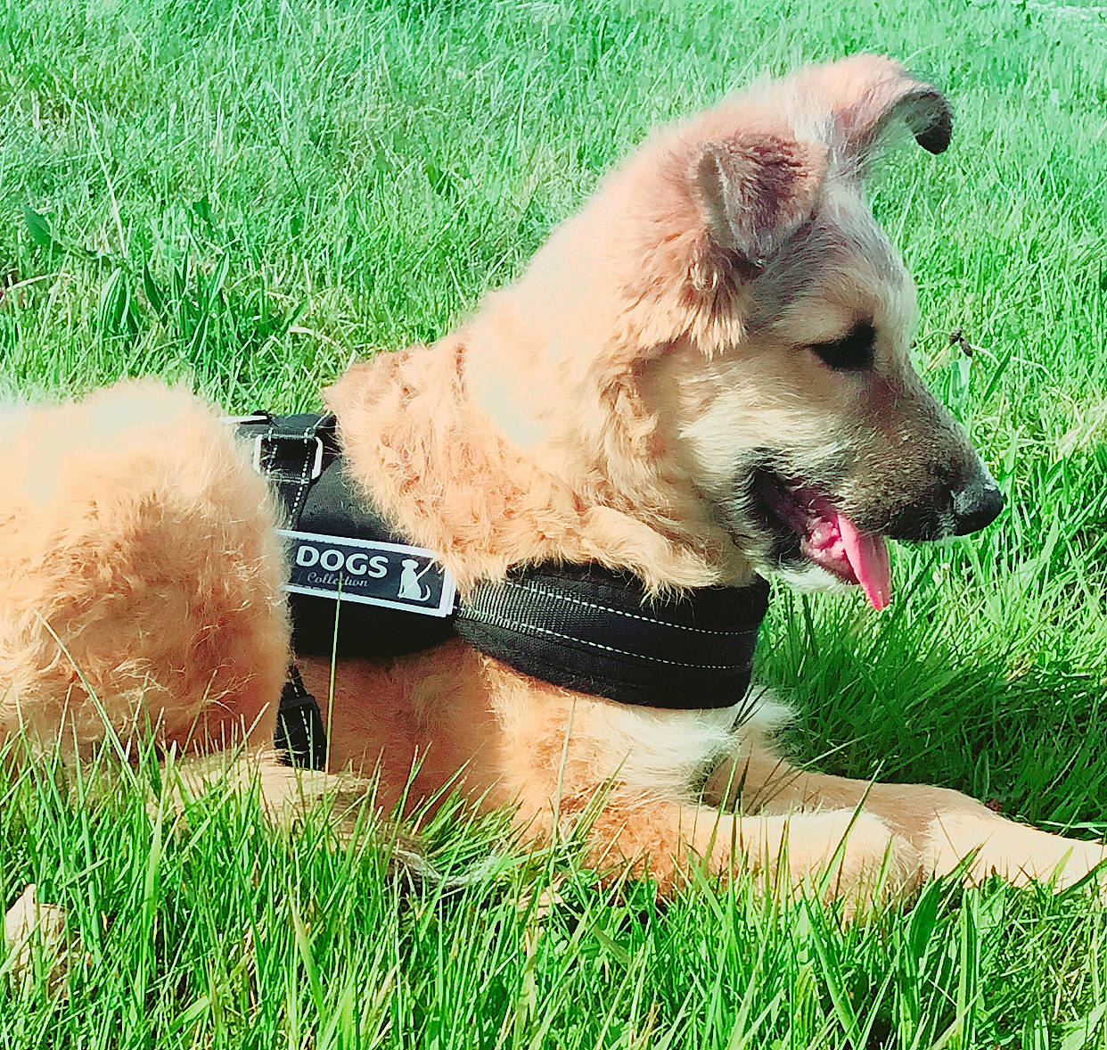 Nala participe au concours pour gagner de l'argent avec cette photo : canidae, carnivore, companion_dog, dog, dog_breed, fawn, grass, laekenois, mammal, plant, rare_breed_dog, snout, sporting_group, vertebrate, working_dog