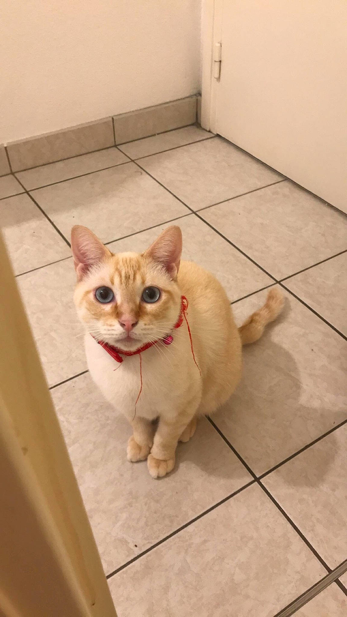 Boule De Neige participe au concours pour gagner de l'argent avec cette photo : aegean_cat, arabian_mau, asian, burmilla, carnivore, cat, domestic_short_haired_cat, european_shorthair, fawn, felidae, floor, flooring, mammal, ojos_azules, singapura, small_to_medium_sized_cats, snout, tabby_cat, tile, whiskers