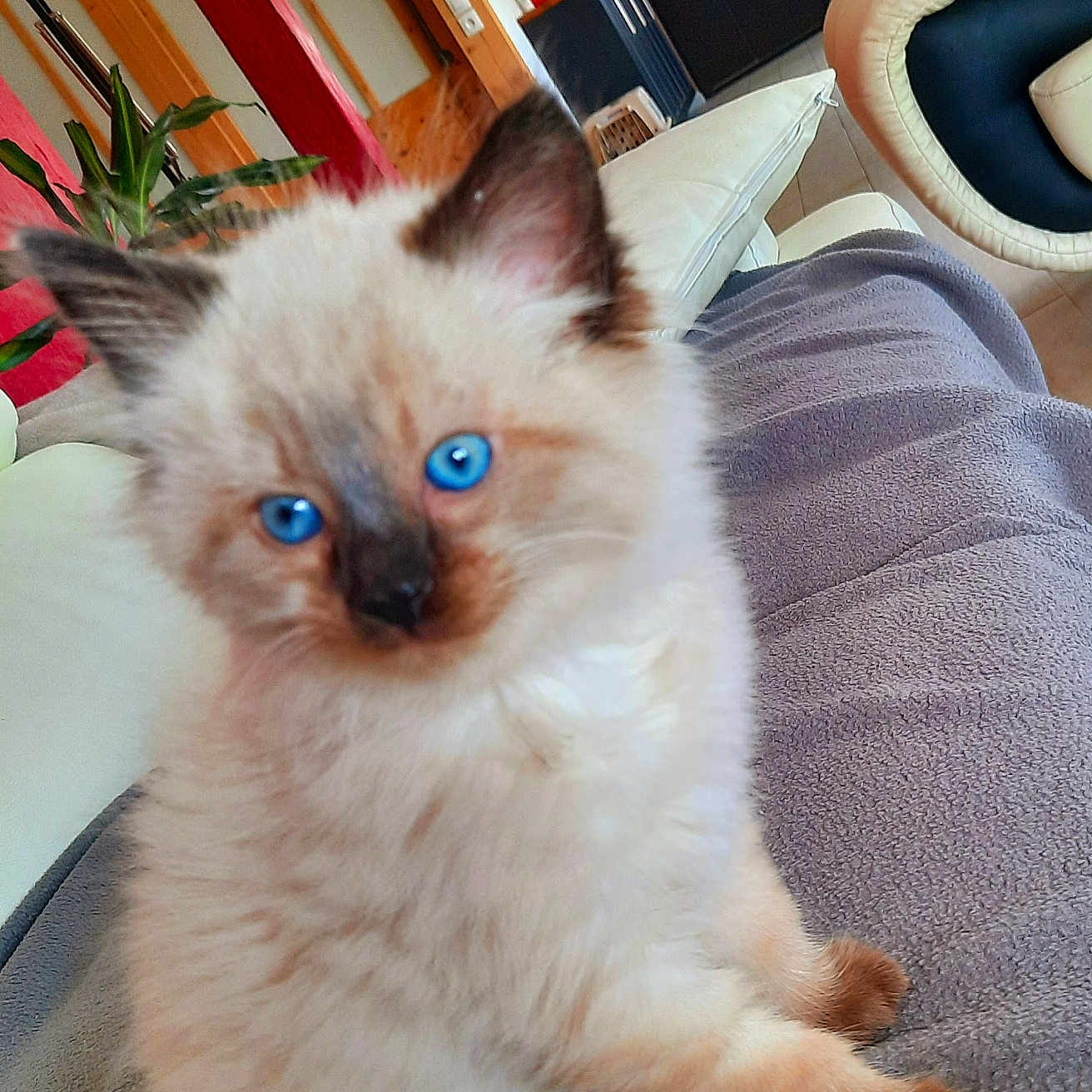 Kira