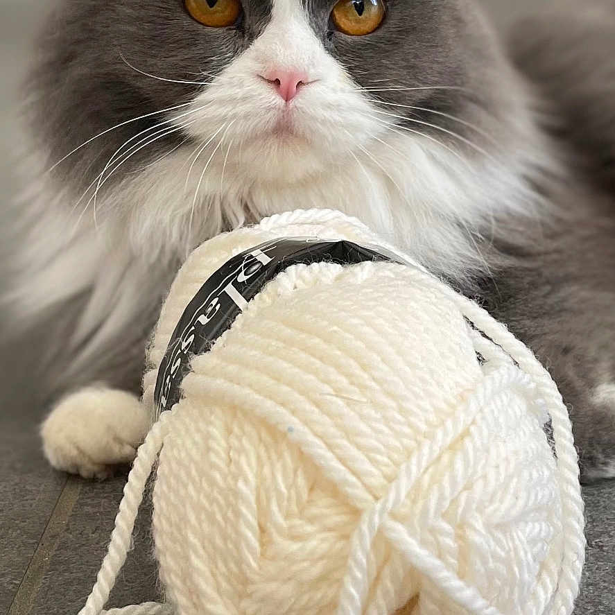 Peluche