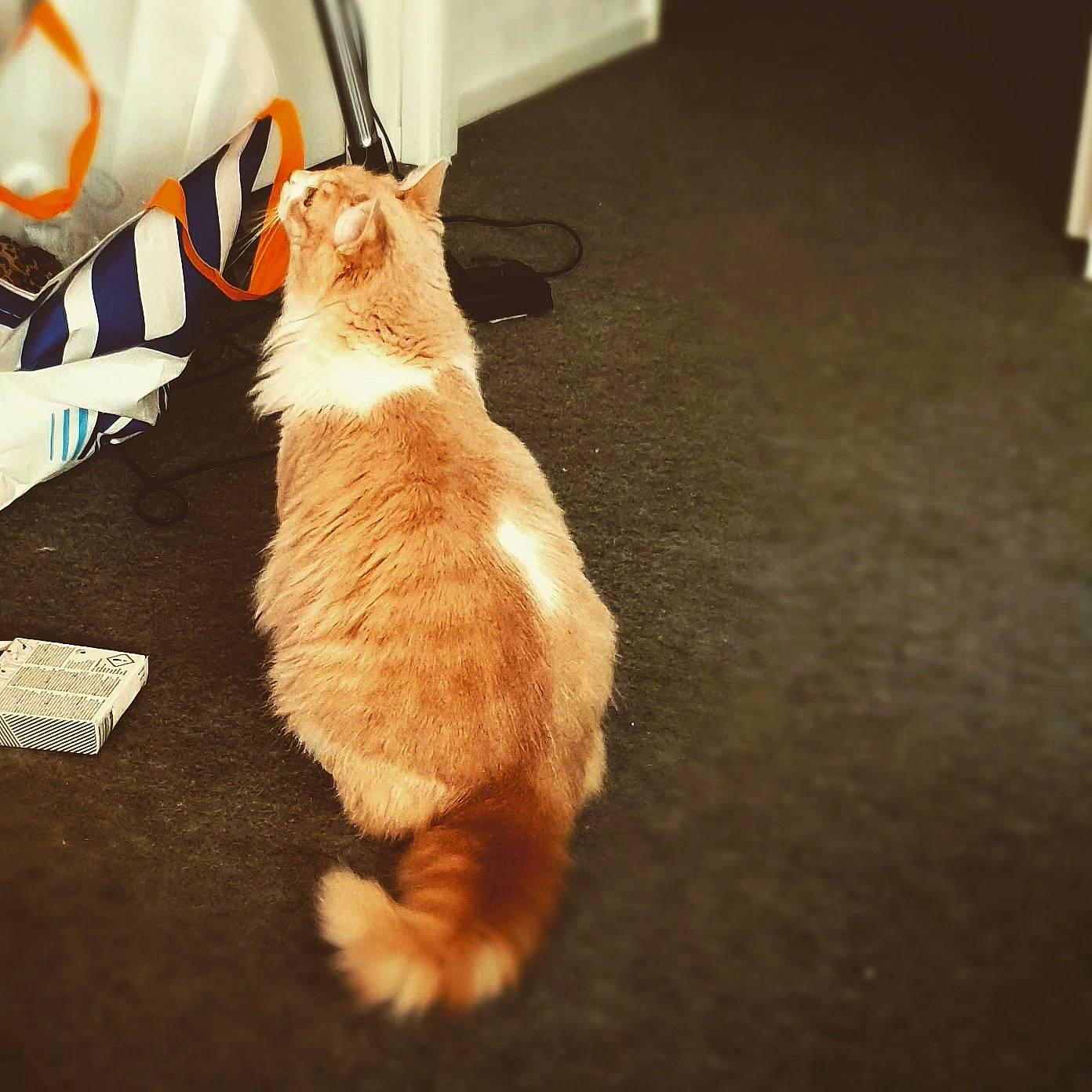 Ramsès a rejoint le concours — aidez-le/la à gagner de superbes lots ! carnivore, cat, fawn, felidae, floor, fur, kitten, leg, paw, small_to_medium_sized_cats, snapshot, tail, whiskers