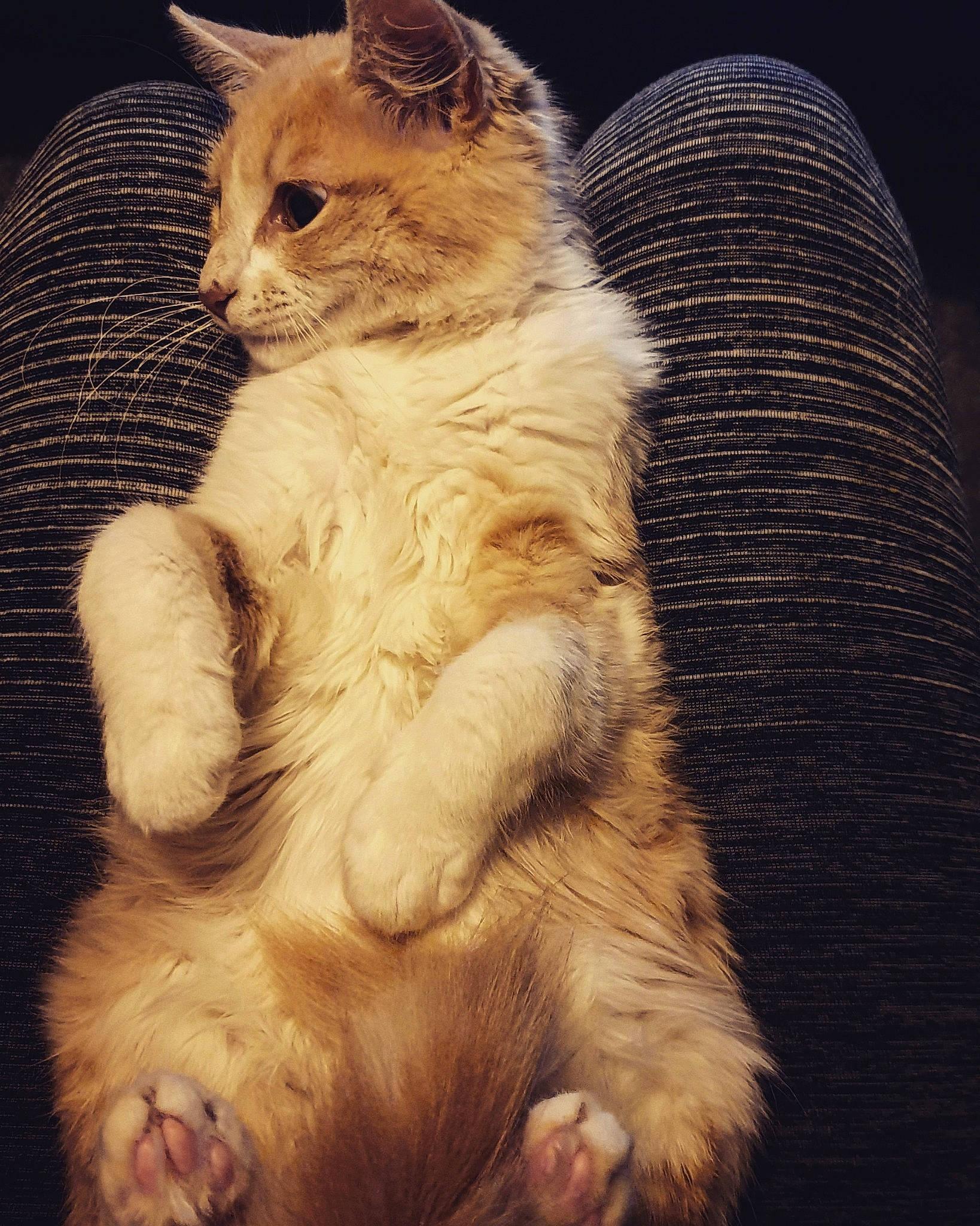 Ramsès a rejoint le concours — aidez-le/la à gagner de superbes lots ! aegean_cat, asian, carnivore, cat, claw, european_shorthair, eye, fawn, felidae, fur, kitten, laperm, mammal, polydactyl_cat, sky, small_to_medium_sized_cats, somali, tabby_cat, tail, whiskers