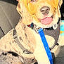 puppy, dog, pet, animal, car_seat, leash, happy, tongue_out, spotted_coat, harness, sitting, close_up, young_dog, domestic_animal, canine, cute, smiling, indoor, companion, friendly