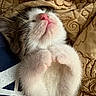 Tilly joined the competition — help win amazing prizes! kitten, sleeping, cat, fur, paws, closeup, pet, cute, cozy, blanket, quilt, texture, resting, whiskers, pink_nose, soft, indoor, animal, feline, adorable