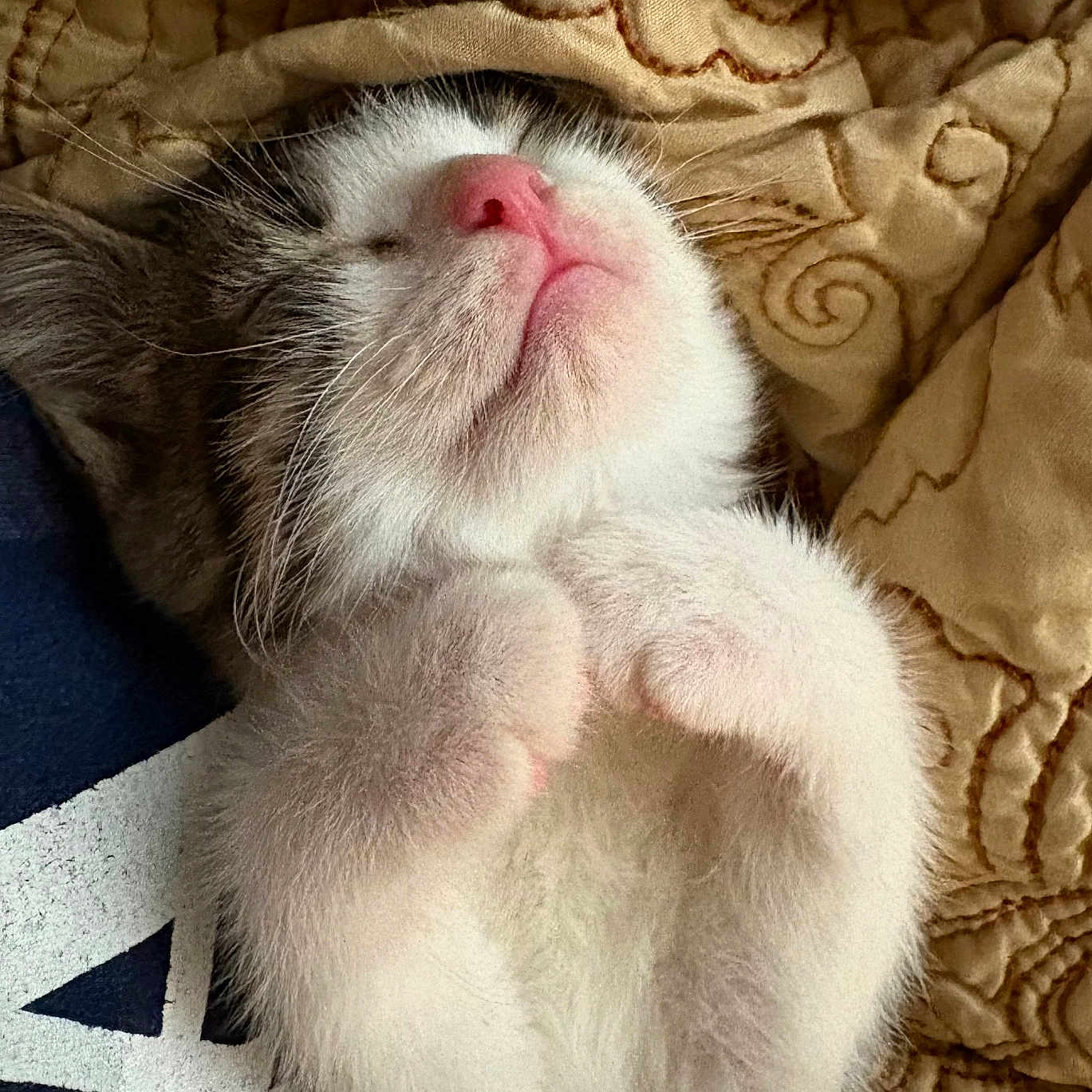 Tilly joined the competition — help win amazing prizes! kitten, sleeping, cat, fur, paws, closeup, pet, cute, cozy, blanket, quilt, texture, resting, whiskers, pink_nose, soft, indoor, animal, feline, adorable