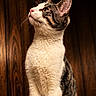 Tilly joined the competition — help win amazing prizes! cat, feline, pet, standing, wood_floor, wood_paneling, indoor, curious, looking_up, fur, whiskers, ears, animal, mammal, domestic, portrait, side_view, alert, four_legs, clean