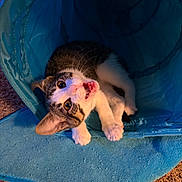 Tilly joined the competition — help win amazing prizes! cat, kitten, tabby, playful, blue_tunnel, indoor, carpet, pet, animal, cute, feline, whiskers, paws, young, fur, expression, curious, resting, cozy, domestic
