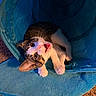 cat, kitten, tabby, playful, blue_tunnel, indoor, carpet, pet, animal, cute, feline, whiskers, paws, young, fur, expression, curious, resting, cozy, domestic