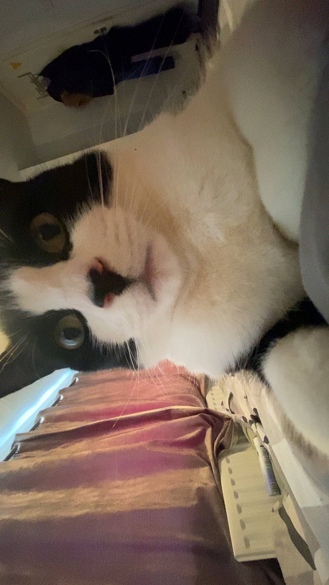 Zelda is registered to the contest to win money with this photo: box, cardboard, carnivore, cat, claw, comfort, domestic_short_haired_cat, felidae, fur, linens, nap, paw, publication, room, shipping_box, sleep, small_to_medium_sized_cats, tail, whiskers, wood