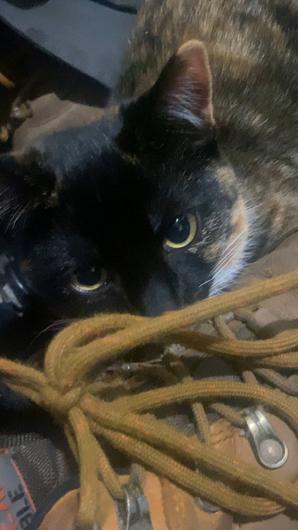 Max is registered to the contest to win money with this photo: black_cat, bombay, carbon, carnivore, cat, claw, close_up, domestic_short_haired_cat, felidae, fur, grey, photography, small_to_medium_sized_cats, snout, staple_food, terrestrial_animal, whiskers