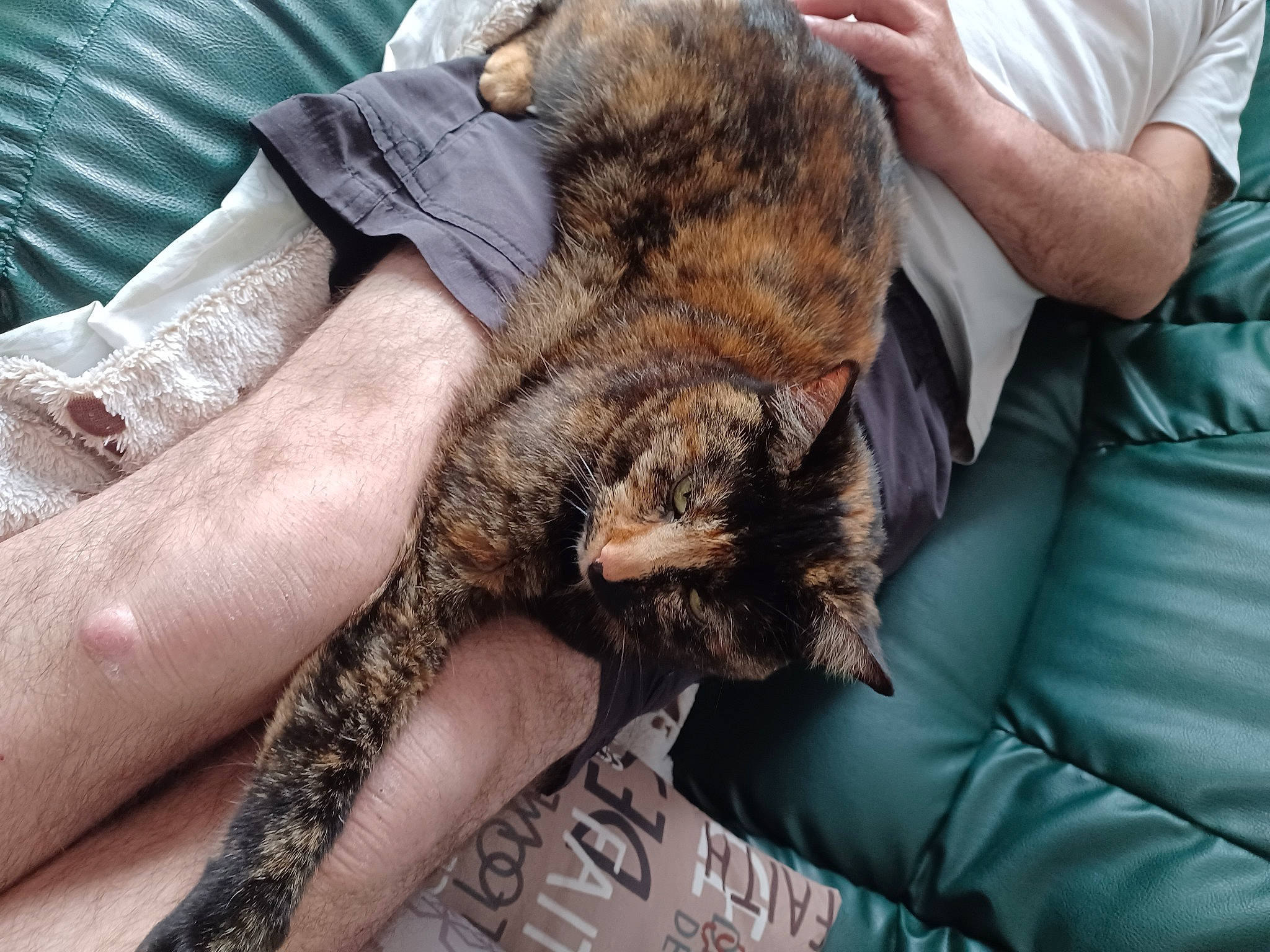 Mila a rejoint le concours — aidez-le/la à gagner de superbes lots ! carnivore, cat, claw, comfort, dog_breed, domestic_short_haired_cat, fawn, felidae, fur, gesture, hand, human_leg, nail, pattern, sitting, small_to_medium_sized_cats, terrestrial_animal, whiskers, wildlife_biologist, wrist