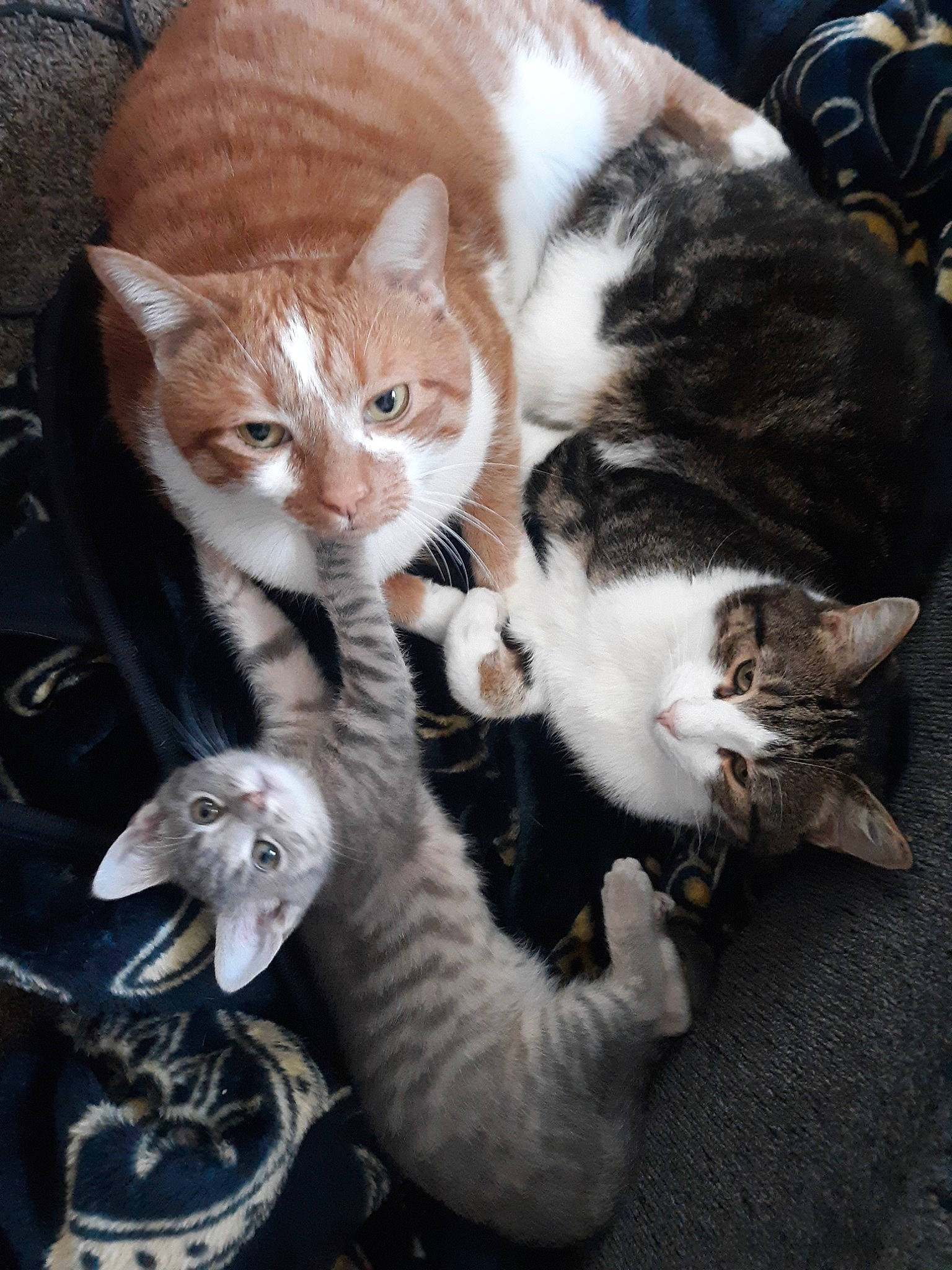 Babies joined the competition — help win amazing prizes! american_shorthair, american_wirehair, arabian_mau, asian, carnivore, cat, domestic_short_haired_cat, european_shorthair, felidae, german_rex, kitten, mammal, small_to_medium_sized_cats, tabby_cat, vertebrate, whiskers