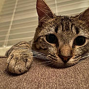 Romeo joined the competition — help win amazing prizes! cat, tabby, paw, whiskers, close_up, indoor, feline, pet, brown, soft_texture, curious, relaxed, face, ears, nose, eyes, resting, blinds, domestic_animal