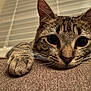 cat, tabby, paw, whiskers, close_up, indoor, feline, pet, brown, soft_texture, curious, relaxed, face, ears, nose, eyes, resting, blinds, domestic_animal