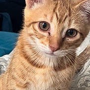 Simba joined the competition — help win amazing prizes! cat, kitten, orange_tabby, pet, feline, animal, closeup, whiskers, ears, eyes, cute, young, domestic_cat, fur, striped, indoor, bed, blanket, soft, portrait