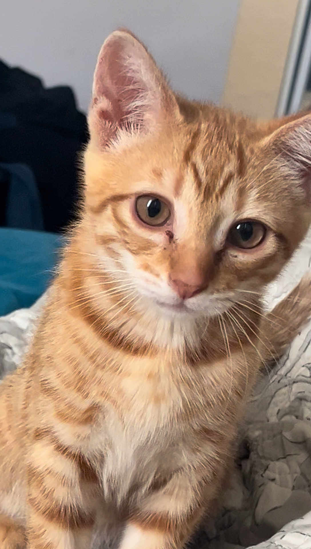Simba