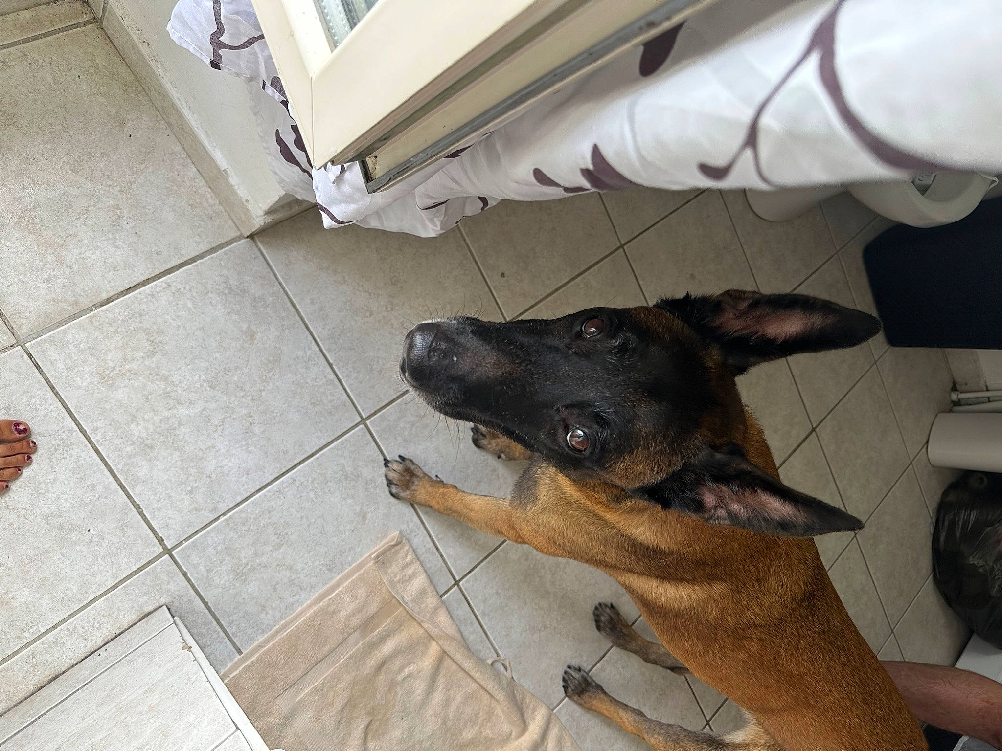 Magnum a rejoint le concours — aidez-le/la à gagner de superbes lots ! carnivore, comfort, companion_dog, dog, dog_breed, fawn, floor, flooring, fur, german_shepherd_dog, guard_dog, hardwood, paw, snout, sporting_group, wood, wood_flooring, working_animal, working_dog