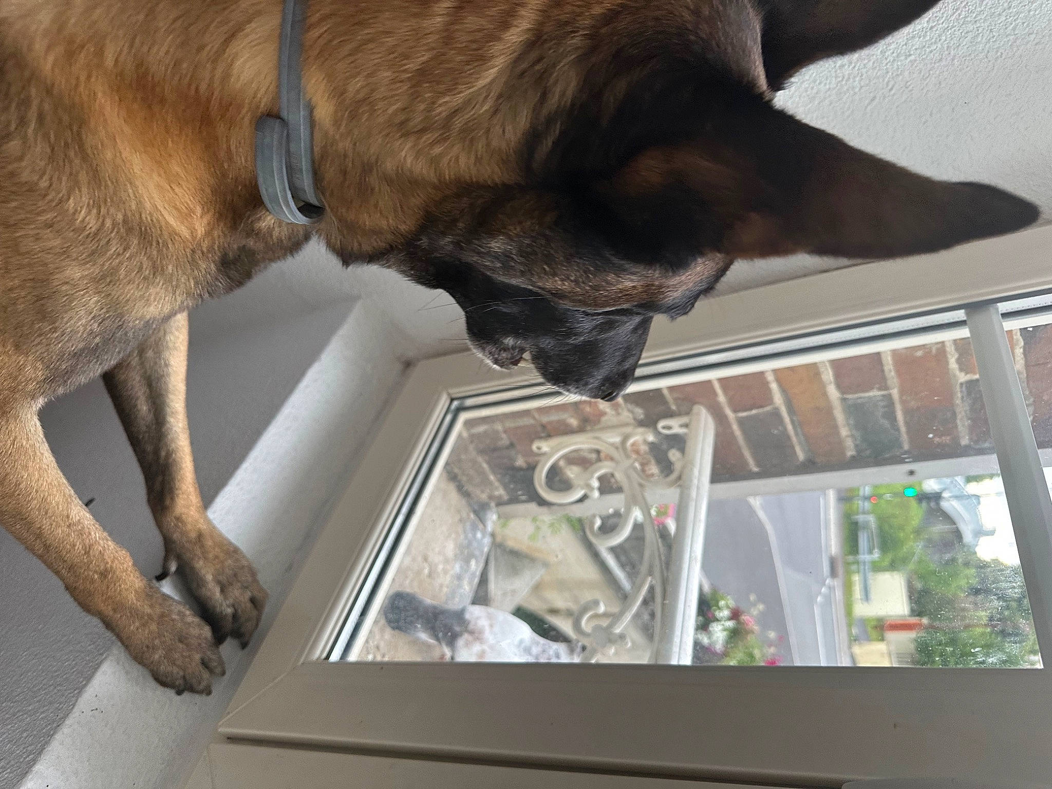 Magnum participe au concours pour gagner de l'argent avec cette photo : canidae, carnivore, collar, comfort, companion_dog, dog, dog_breed, dog_collar, fawn, fur, liver, mammal, pet_supply, snout, sporting_group, tail, vertebrate, whiskers, window, working_animal