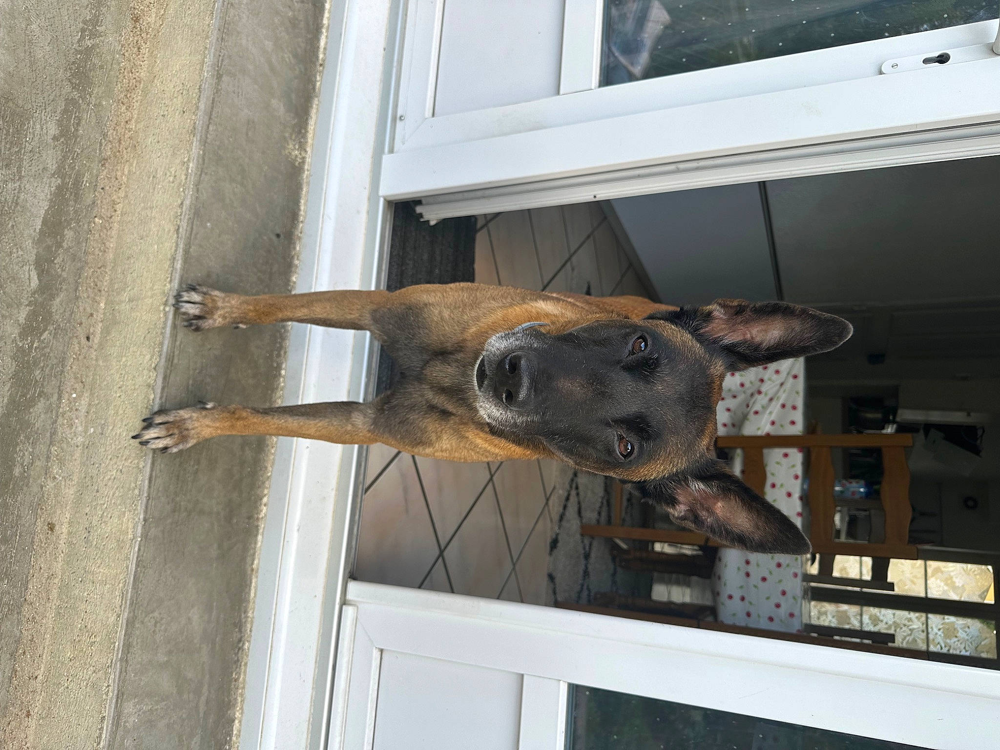 Magnum a rejoint le concours — aidez-le/la à gagner de superbes lots ! building, canidae, carnivore, dog, dog_breed, door, fawn, fence, fur, guard_dog, liver, pack_animal, pet_supply, snout, sporting_group, tail, window, wood, working_animal