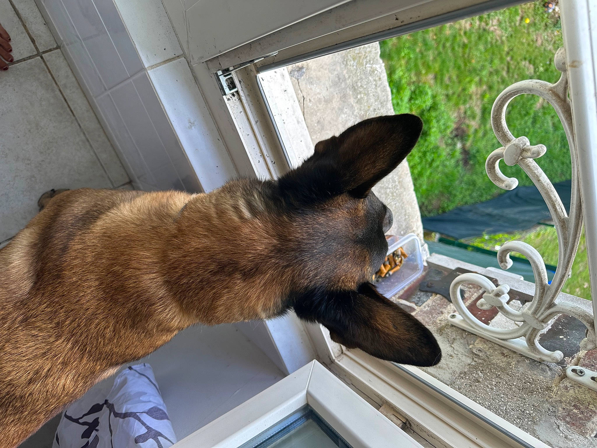 Magnum a rejoint le concours — aidez-le/la à gagner de superbes lots ! carnivore, dog_breed, fawn, felidae, fur, plant, small_to_medium_sized_cats, snout, tail, terrestrial_animal, wallaby, whiskers, window, wood, working_animal