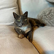 Lunar Eclipse is registered to the contest to win money with this photo: animal, cat, closeup, comfortable, couch, cozy, cushion, domestic_animal, feline, fur, green_eyes, home, indoor, mammal, pet, portrait, relaxed, resting, soft, whiskers
