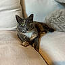 animal, cat, closeup, comfortable, couch, cozy, cushion, domestic_animal, feline, fur, green_eyes, home, indoor, mammal, pet, portrait, relaxed, resting, soft, whiskers