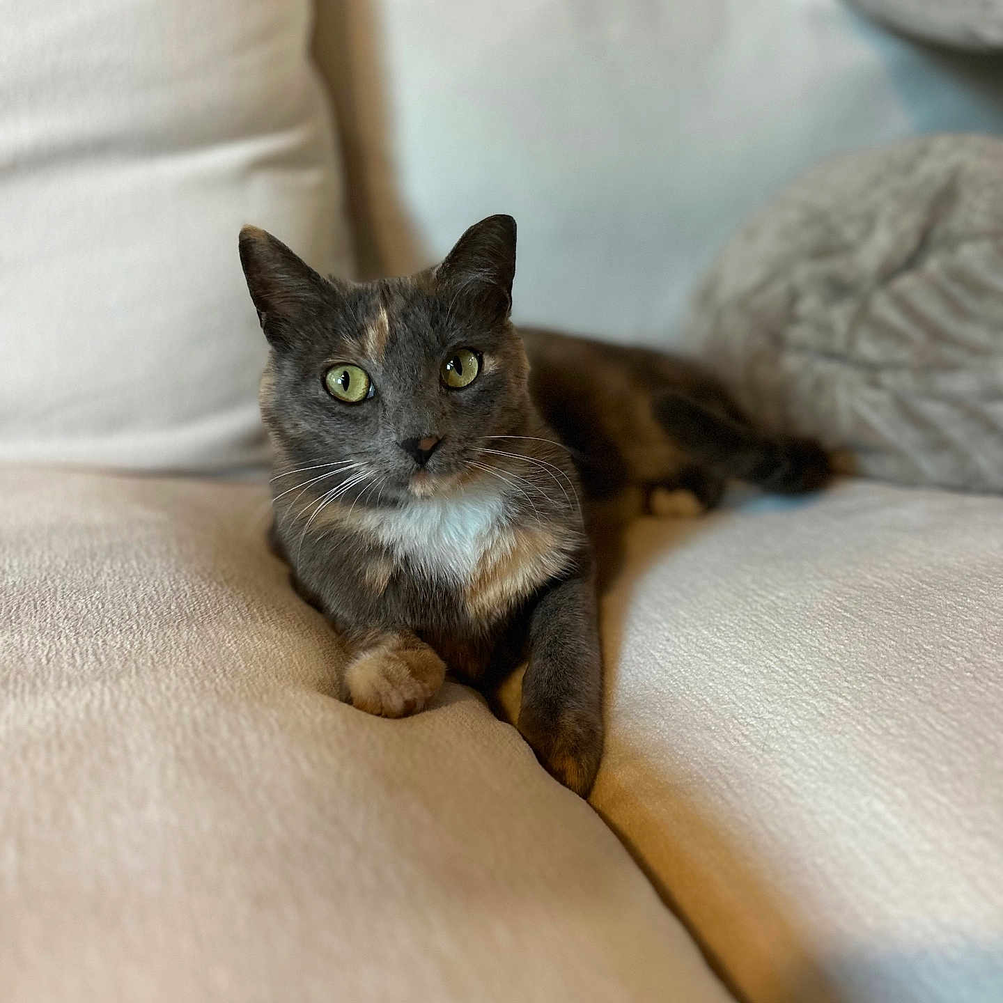 Lunar Eclipse is registered to the contest to win money with this photo: animal, cat, closeup, comfortable, couch, cozy, cushion, domestic_animal, feline, fur, green_eyes, home, indoor, mammal, pet, portrait, relaxed, resting, soft, whiskers