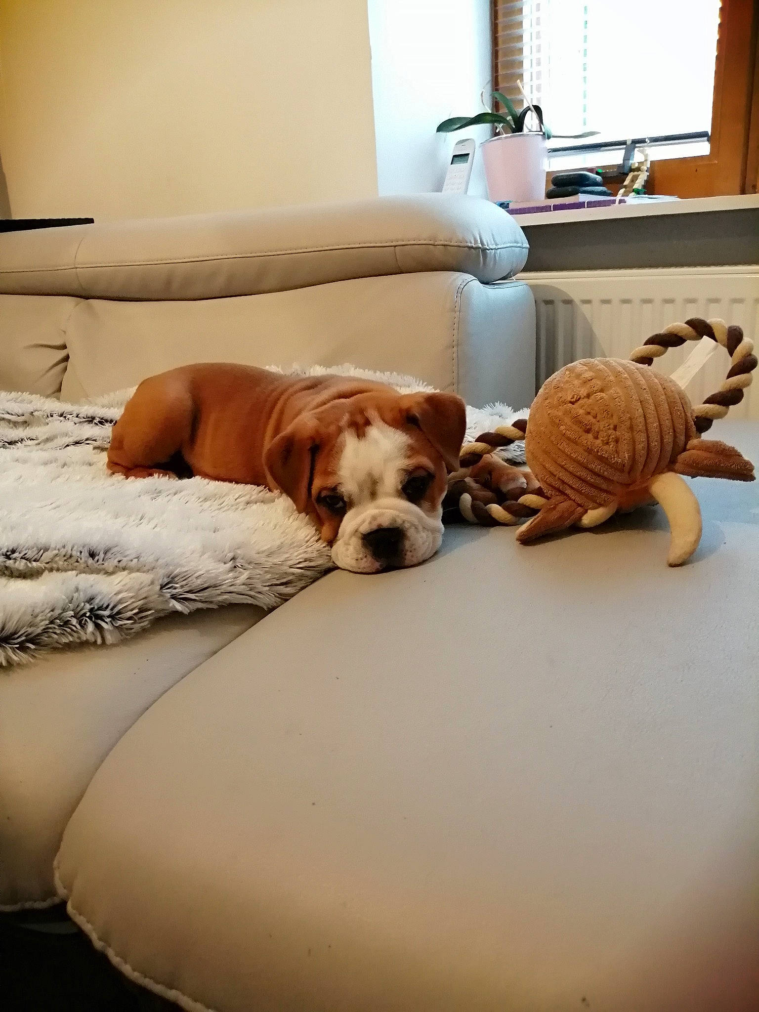 Rylax participe au concours pour gagner de l'argent avec cette photo : carnivore, chair, comfort, companion_dog, couch, dog, dog_breed, fawn, floor, flooring, hardwood, house, interior_design, lamp, living_room, toy, window, window_blind, wood, working_animal