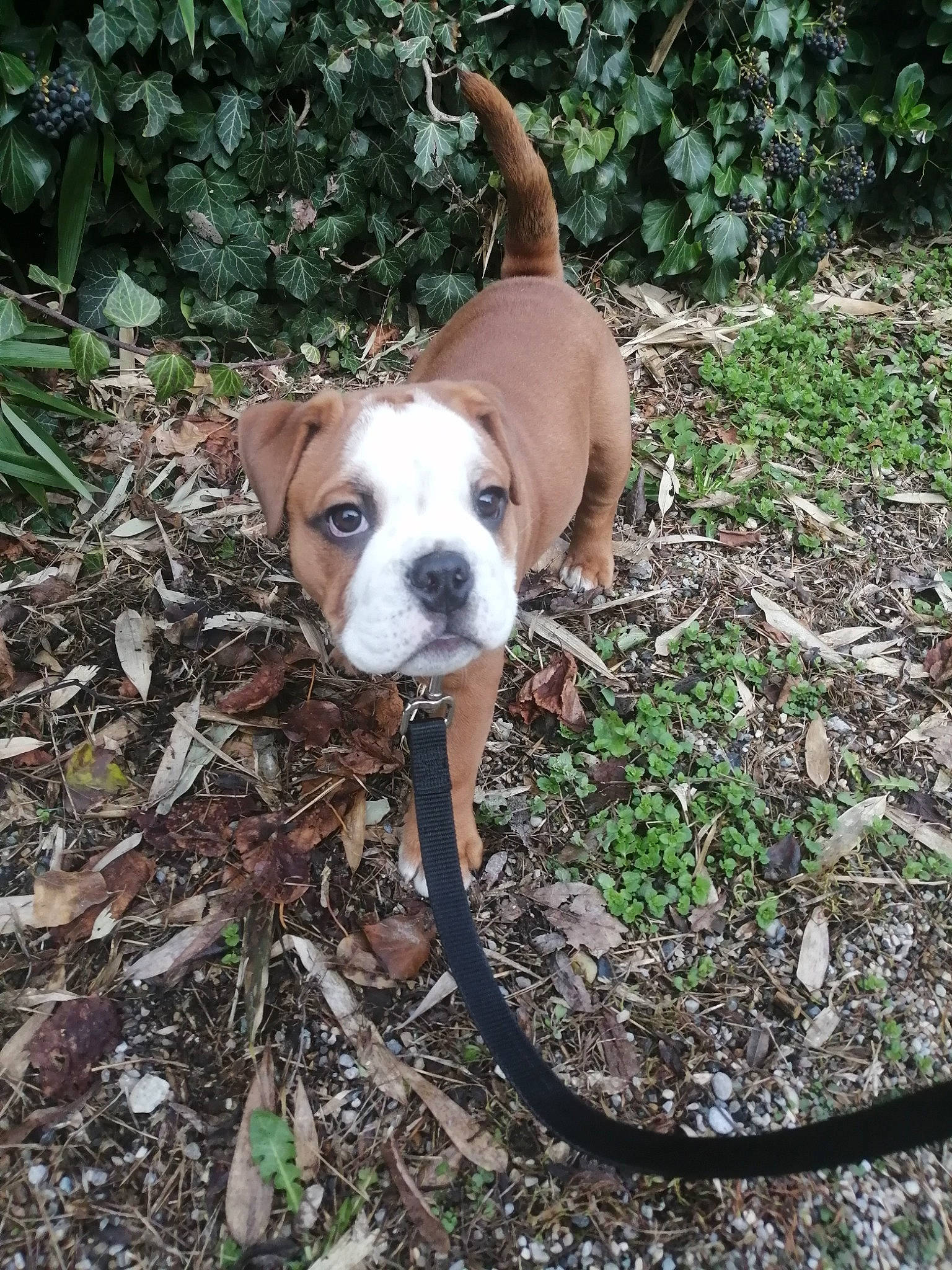 Rylax participe au concours pour gagner de l'argent avec cette photo : canidae, carnivore, collar, companion_dog, dog, dog_breed, dog_collar, dog_supply, fawn, grass, herb, paw, plant, snout, soil, sporting_group, tail, terrestrial_animal, working_animal, working_dog