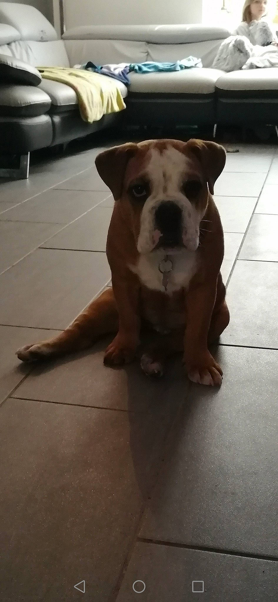 Rylax a rejoint le concours — aidez-le/la à gagner de superbes lots ! carnivore, companion_dog, dog, dog_breed, dog_collar, fawn, floor, flooring, guard_dog, hardwood, liver, molosser, puppy, snout, sporting_group, whiskers, wood, working_animal, working_dog, wrinkle