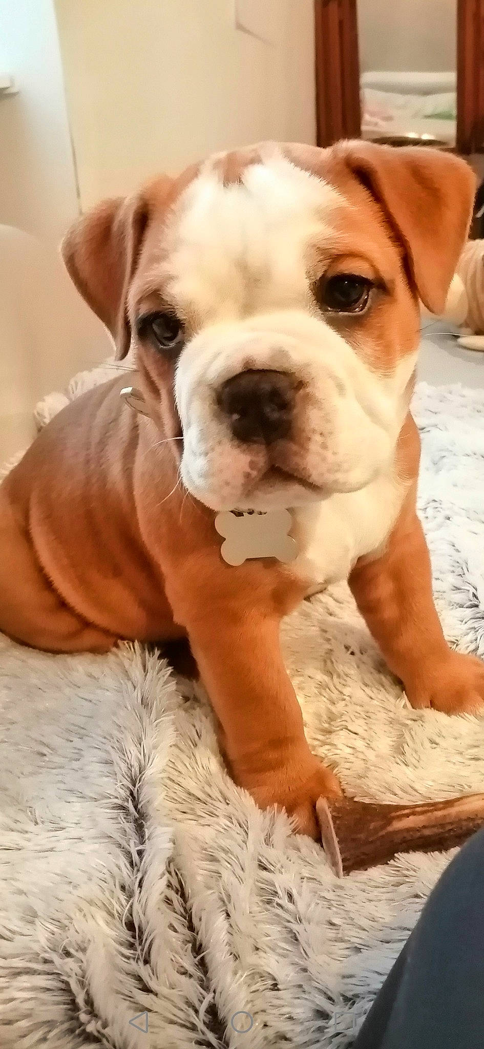 Rylax a rejoint le concours — aidez-le/la à gagner de superbes lots ! ancient_dog_breeds, bulldog, canidae, carnivore, companion_dog, dog, dog_breed, fur, mammal, non_sporting_group, photography, sporting_group, whiskers, white, working_animal, working_dog, wrinkle