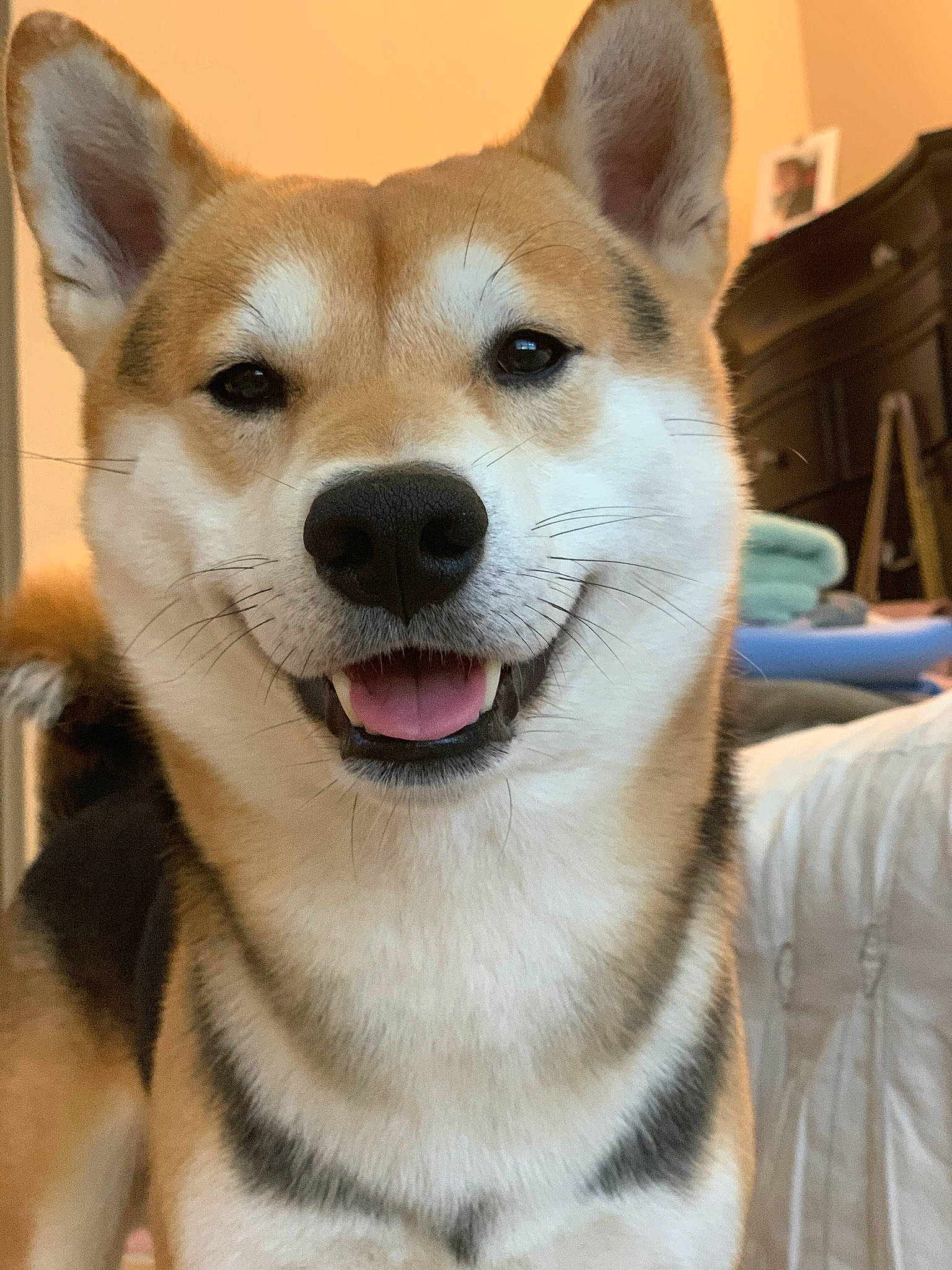 Kenzo is registered to the contest to win money with this photo: ancient_dog_breeds, canidae, carnivore, collar, companion_dog, dingo, dog, dog_breed, dog_collar, fawn, fur, non_sporting_group, snout, sporting_group, terrestrial_animal, whiskers, working_animal, working_dog