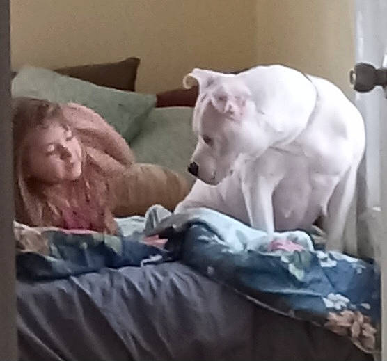 Luna joined the competition — help win amazing prizes! bedding, bedtime, canidae, carnivore, child, comfort, companion_dog, dog, dog_breed, fawn, felidae, fur, jaw, linens, mouth, nap, small_to_medium_sized_cats, sporting_group, tail, whiskers