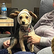 Tilou a rejoint le concours — aidez-le/la à gagner de superbes lots ! dog, pet, hat, floppy_ears, person, lap, indoor, living_room, water_bottle, wooden_table, clothing, pants, hand, seated, furniture, couch, comfort, casual, cute, animal