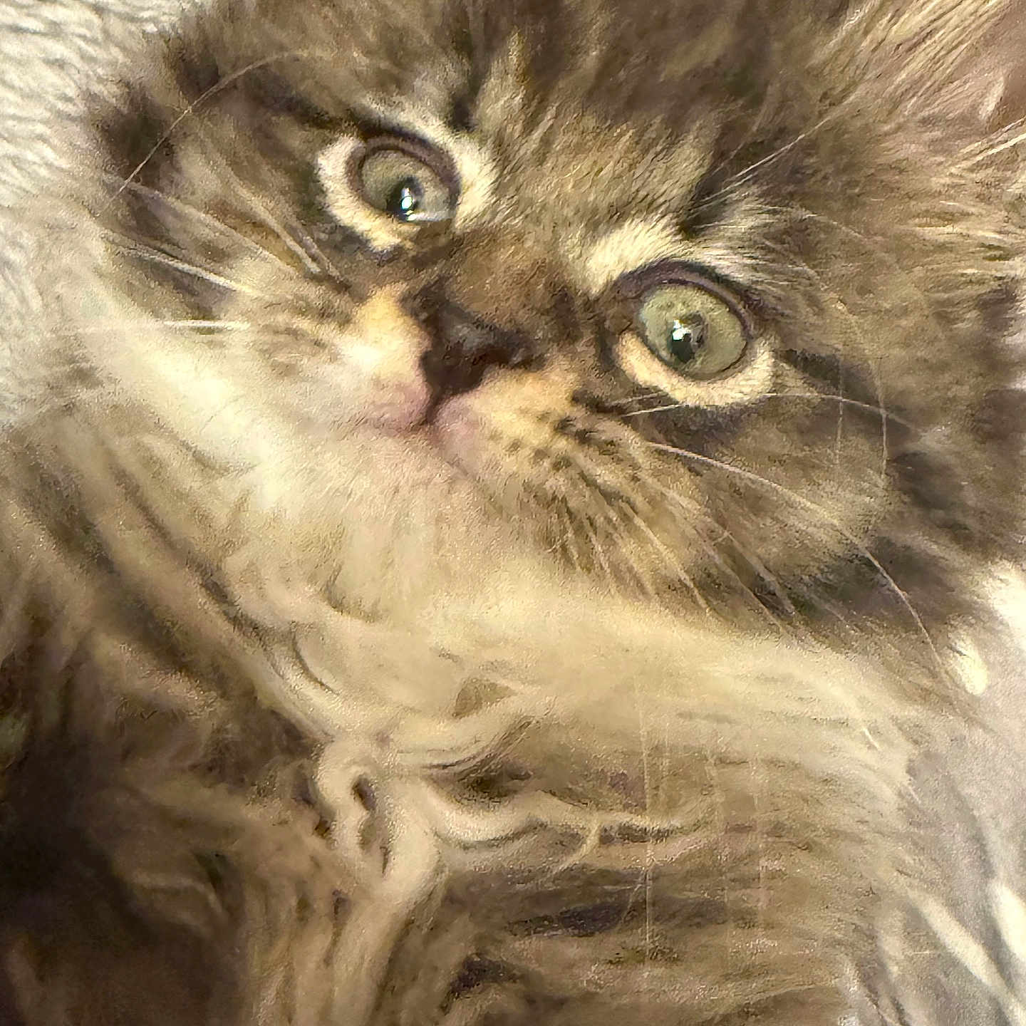 Chloe is registered to the contest to win money with this photo: adorable, animal, cat, close_up, cozy, curious, cute, eyes, face, feline, fluffy, fur, indoor, kitten, mammal, pet, portrait, soft, whiskers, young