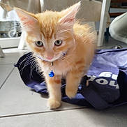 Chadow a rejoint le concours — aidez-le/la à gagner de superbes lots ! kitten, cat, orange_cat, pet, collar, bell, floor, indoor, tile_floor, cute, young_animal, feline, animal, whiskers, fur, domestic_cat, walking, blue_bell, curious, soft_focus