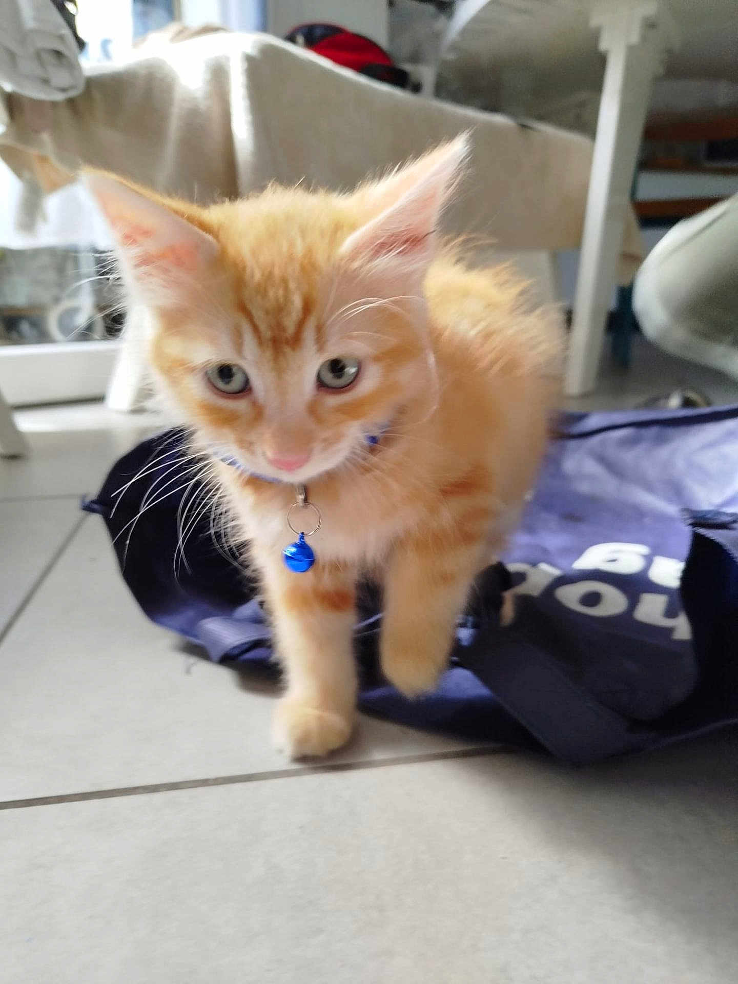 Chadow a rejoint le concours — aidez-le/la à gagner de superbes lots ! kitten, cat, orange_cat, pet, collar, bell, floor, indoor, tile_floor, cute, young_animal, feline, animal, whiskers, fur, domestic_cat, walking, blue_bell, curious, soft_focus