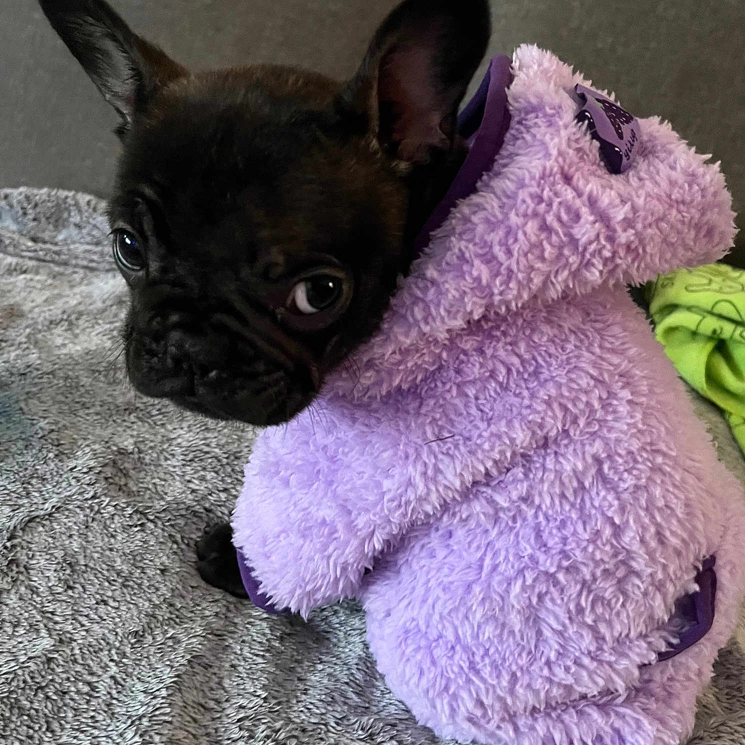 Vaya participe au concours pour gagner de l'argent avec cette photo : animal, blanket, bostonbull, bulldog, canine, cat, dog, dogbed, frenchbulldog, pet, pug, puppy, towel