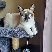 Vénus participe au concours pour gagner de l'argent avec cette photo : abyssinian, animal, cat, chair, cushion, furniture, homedecor, kitten, manx, pet, siamese, toy